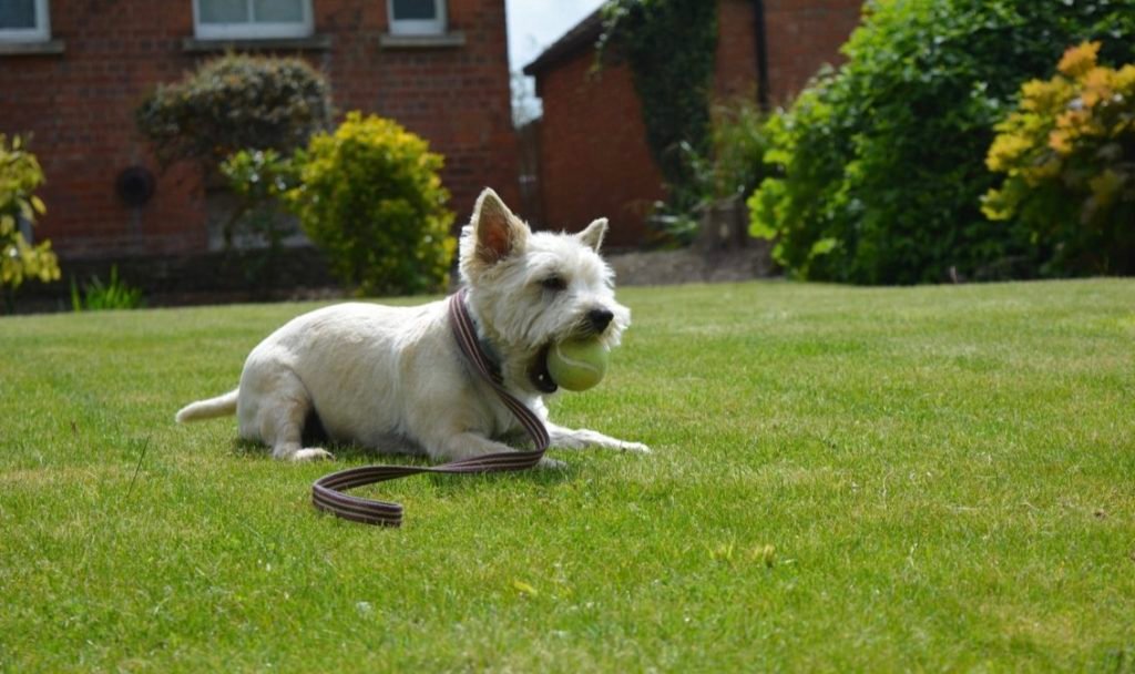 groom cairn terrier