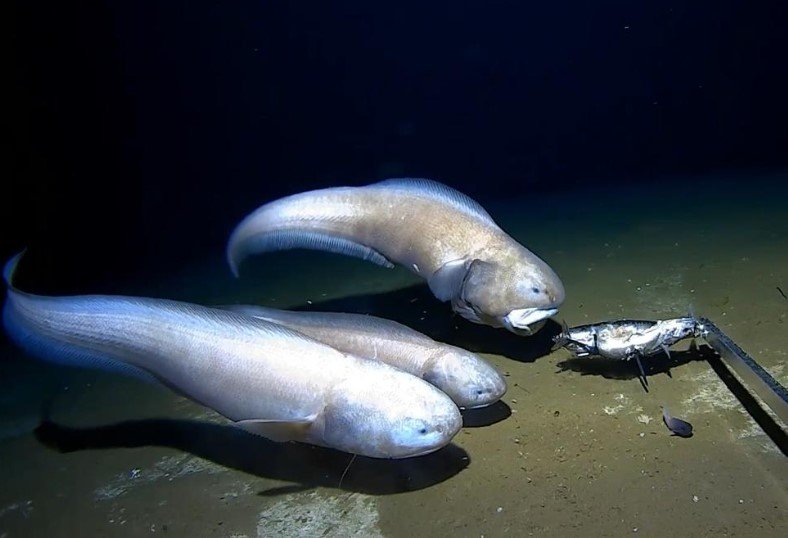 deepest fish ever filmed in the ocean