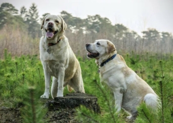 Labrador Weight Chart