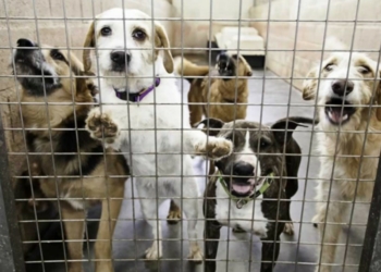 A Crisis Unfolding: LA’s Animal Shelters and the Euthanasia Dilemma