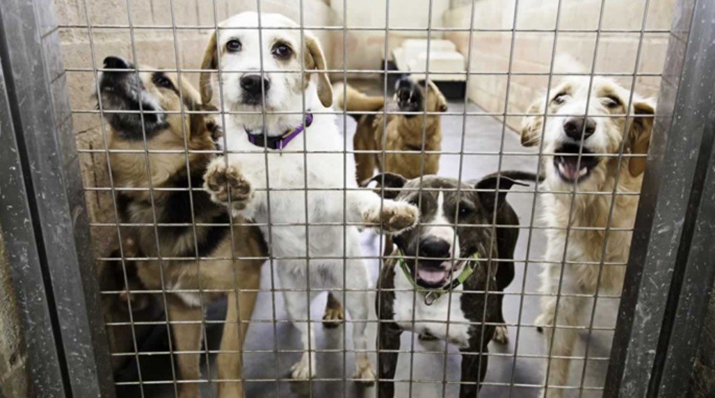 A Crisis Unfolding: LA’s Animal Shelters and the Euthanasia Dilemma
