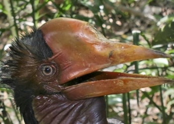 Unusual Encounters: From Poachers’ Ploys to Rare Avian Appearances