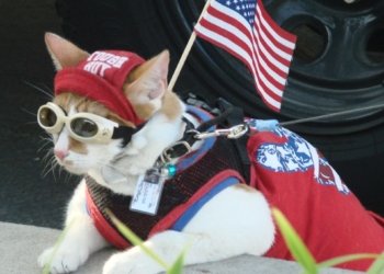 Keeping Pets Calm and Secure During Fourth of July Celebrations