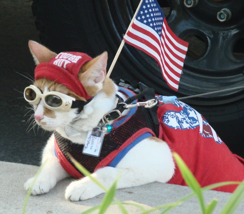 Keeping Pets Calm and Secure During Fourth of July Celebrations