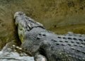 The Tale of a Crocodile’s Last Hunt and Unexpected Demise