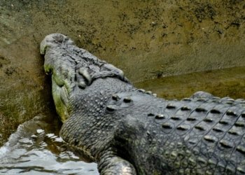 The Tale of a Crocodile’s Last Hunt and Unexpected Demise