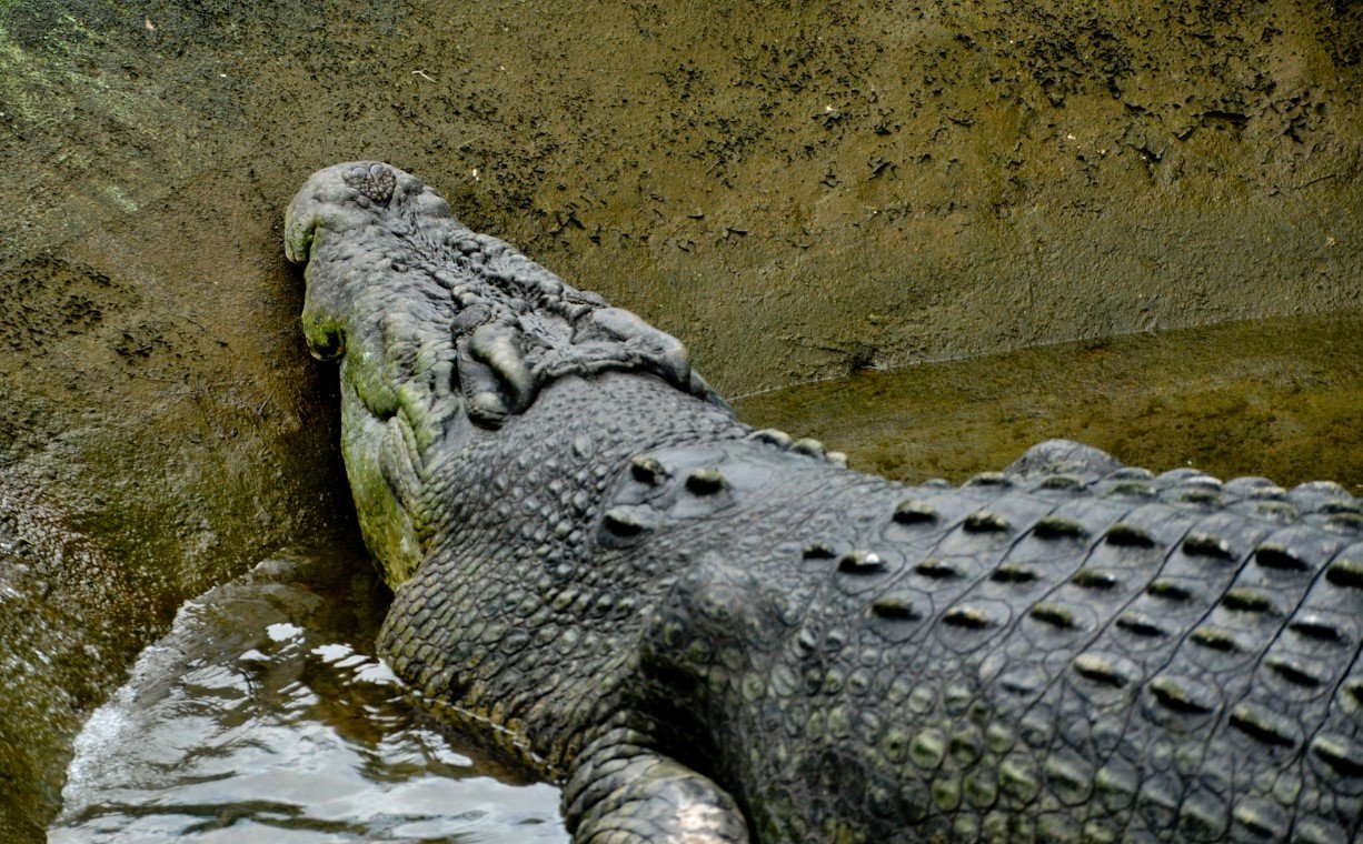 The Tale of a Crocodile’s Last Hunt and Unexpected Demise