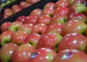 Decoding the Pink Lady: A Leap Towards Apple Excellence