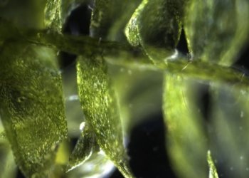 algae-based-clean-energy-technology