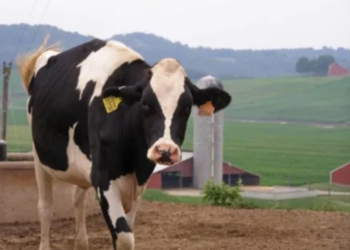 Scottish Milk Delivery Firm Owner Rejects Lucrative Offer