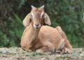 The Fascinating Long-Eared Gulabi Pateri Goats