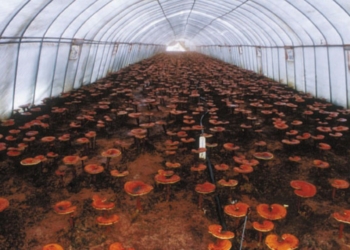 Revolutionizing Mushroom Cultivation: The Future of Farming