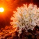 UNEP says 1.5 degrees warming overshoot unavoidable